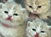British shorthair bicolour kittens TICA