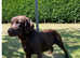 KC Registered Black Labrador Puppies
