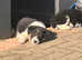 Microchipped and vaccinated collie pups. Ready for the new home