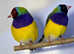 Gouldian Finches  male female,17