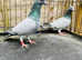 BARLESS BLUE RACING PIGEONS