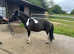 Shetland pony