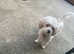 Cavachon girl