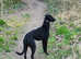 Beddy whippets lurcher pups
