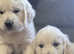 Kennel Club Golden Retriever Puppies Looking for Their Forever Homes