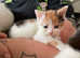 Beautiful cross breed kittens