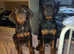 Male Doberman available for Stud Services