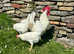 QUALITY PURE BREED WHITE LEGHORN HATCHING EGGS