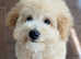 Bichon poodle, 5 months old boy.