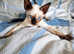 Ready now  Last blue-eyed Devon Rex Girl