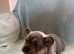 Ready now! Stunning kc register French bulldogs