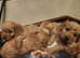 REDUCED!! Cavapoos with complete puppy package only 3 available