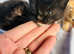 Kittens for sale