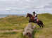 Welsh section B 12.2h 16y old Chestnut Mare