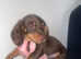 2 choc and tan miniature daschunds