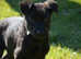 5 month old puppy