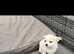 Chihuahua puppies