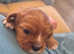 3 cavalier king charles puppies