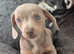 Chiweenie puppies for sale