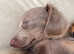 PRA clear KC reg Miniature Dachsund