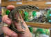 Argus Monitors (Varanus panoptes) at Birmingham Reptiles