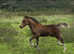 Colt foal
