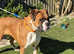 KC Registered Boxer Bitch