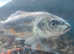 Israeli Koi 4-5inch
