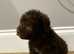 Bedlington terrier puppy