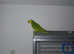 X2. Blue fronted Amazon parrots with cage