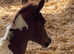 High percentage Tobiano filly.