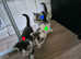 Part Maine coone kittens for sale