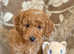Reduced F1bb Golden Cockapoo Girls from 5+ Licensed Breeder Ready Now