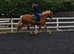Chestnut sec d mare 7years old 14.1 approx