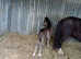11.2h cob mare with foal at foot
