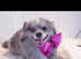 Beautiful merl pomeranian girl