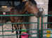 15.3hh, 3 year old mare