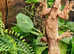 Chahoua x Crested Gecko