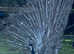 Rare Grey Male Peafowl for Sale - White Eyed Opal (3 Years Old)