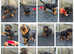 Beautiful rottweiler pups