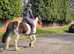 Beautiful 15.2hh quiet coloured mare