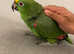 Super Cuddly Tame Talking Yellow Crown Amazon Parrot