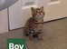Cute tabby kittens