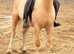Burt, 11.2h palomino registered section A