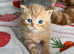 BSH 4 beautiful babies