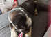 Pug x boston terrier