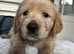KC Golden retriever puppies