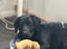 Dog looking for a forever home