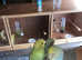 Budgies for sale some tame and untame 4 left