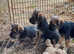 Border terrier x Jack russel puppies
